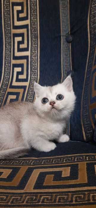 Серебристые шиншиллы прямоухие шотландские  котята.