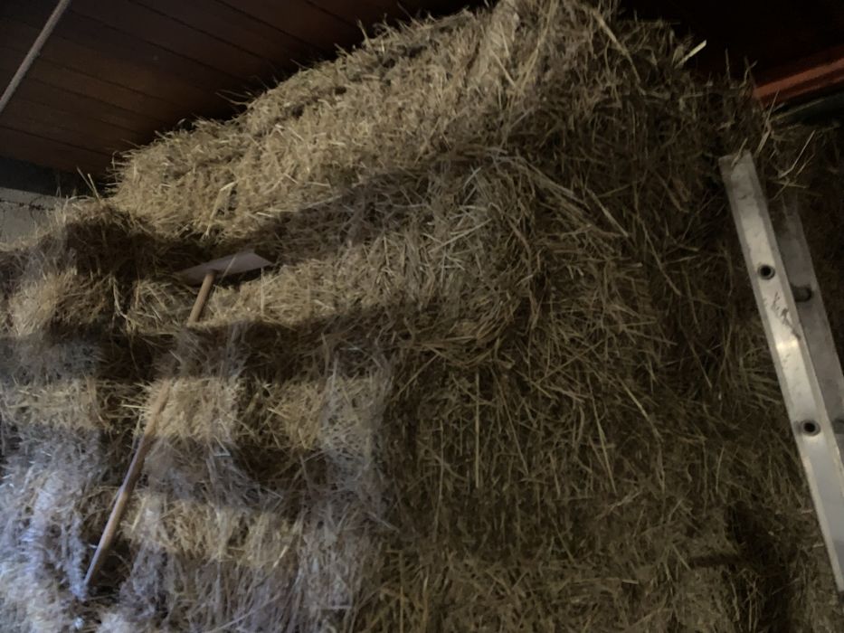 Vendo feno de qualidade