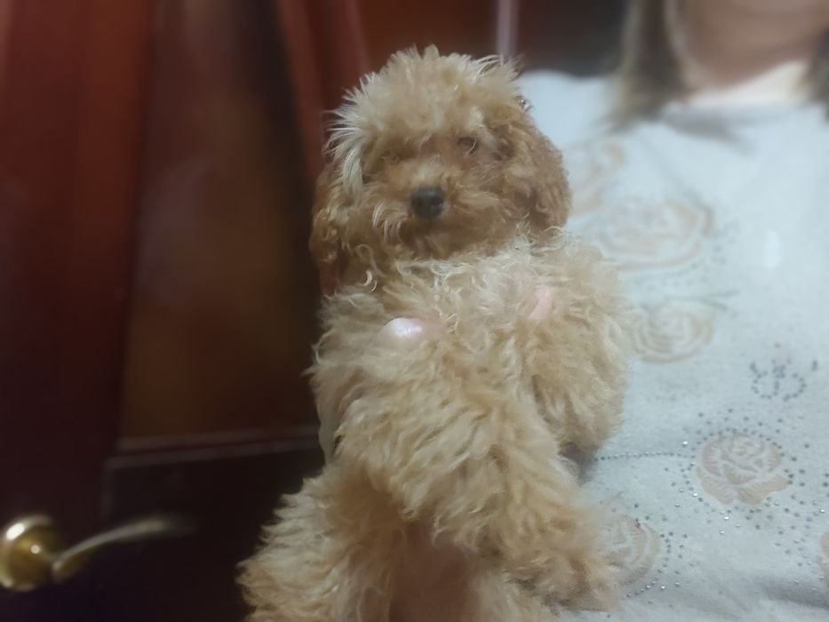 Той пудель, девочка мини