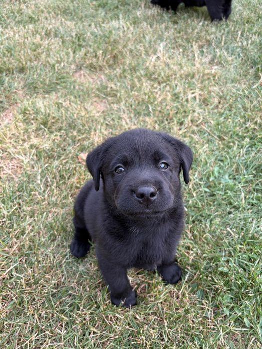 Szczeniak Labrador Retriever suczka gotowa do odbioru