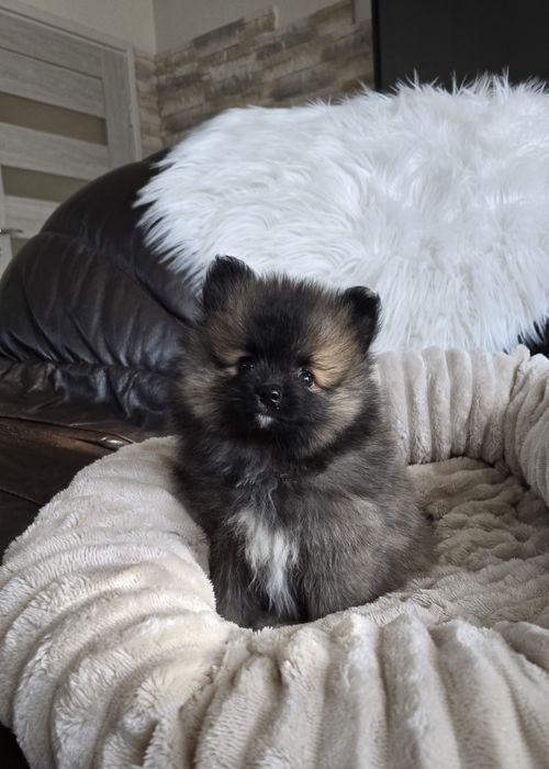 Szpic Miniaturowy Pomeranian