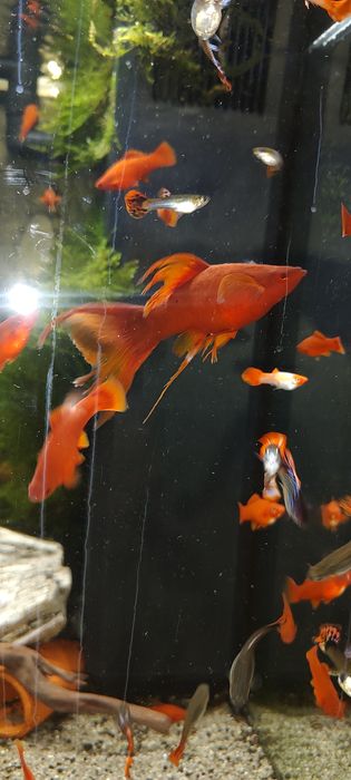 Mieczyki młode czerwone