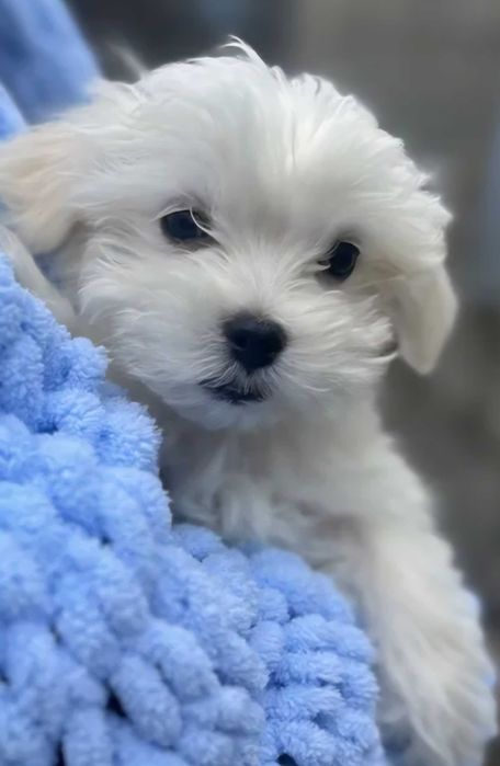 Bichon Maltês Macho