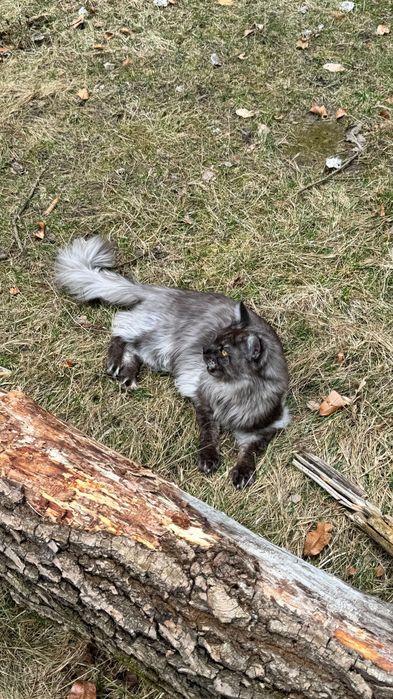 клубний Мейн-кун вʼязка чорний дим на сріблі