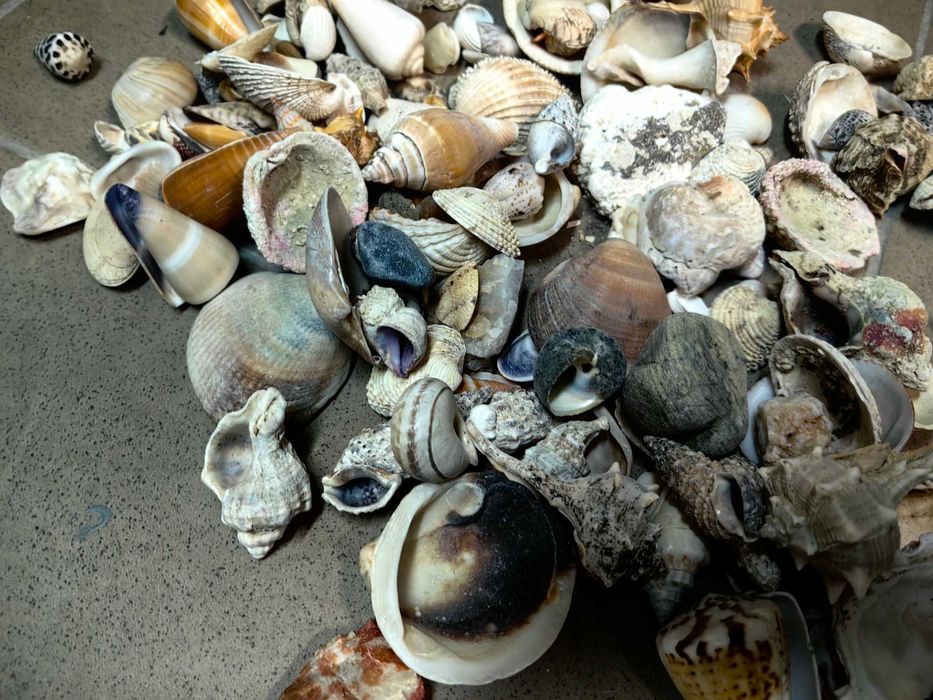 Muszle muszelki kamienie do akwarium - ponad 1 kg