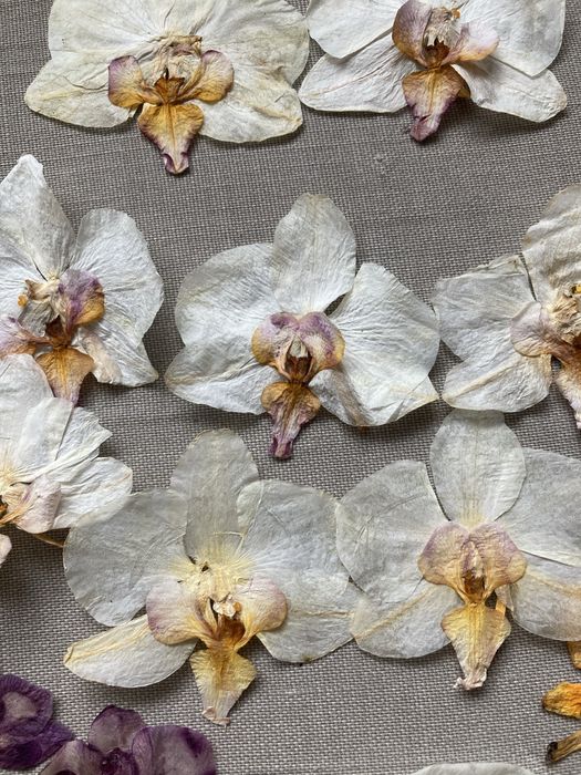 Орхідея пресована для творчості для епоксидки