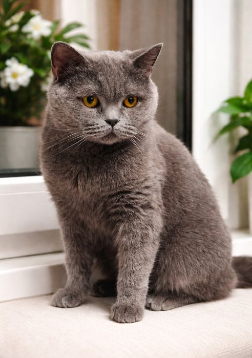 Стерилизованная породистая мододая кошка ищет дом! Отдам в хорошие рук