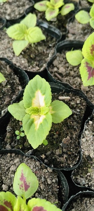 Sadzonki warzyw i kwiatów