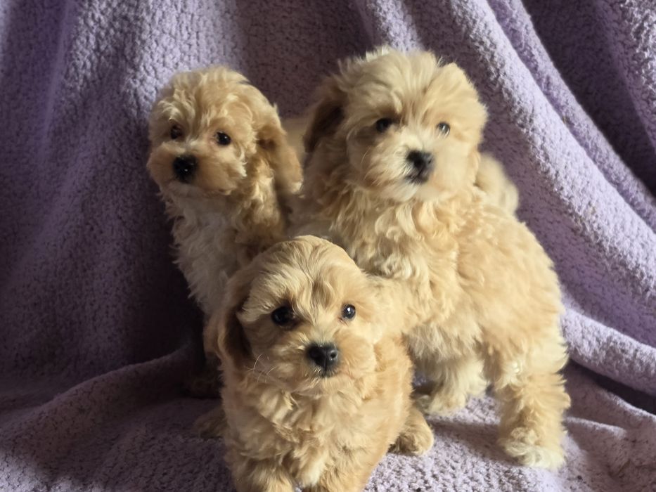 Maltipoo  z metryką