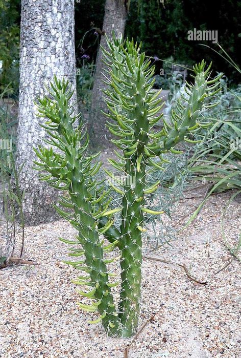 Planta interior e exterior muito fácil manutenção e fácil crescimento