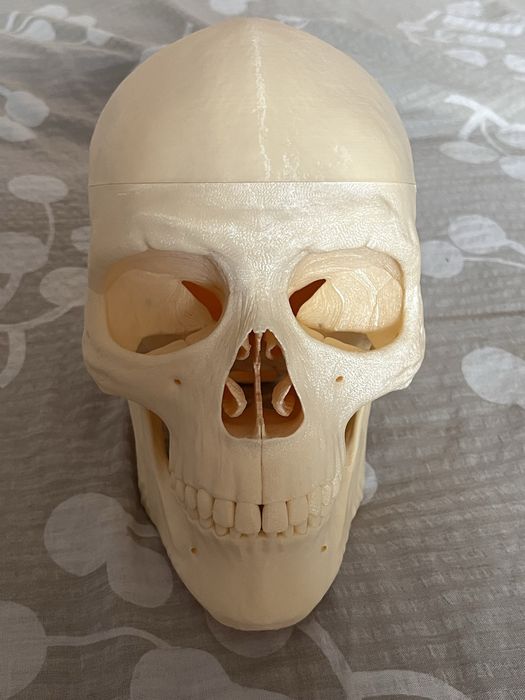 Czaszka anatomia człowieka model 3d