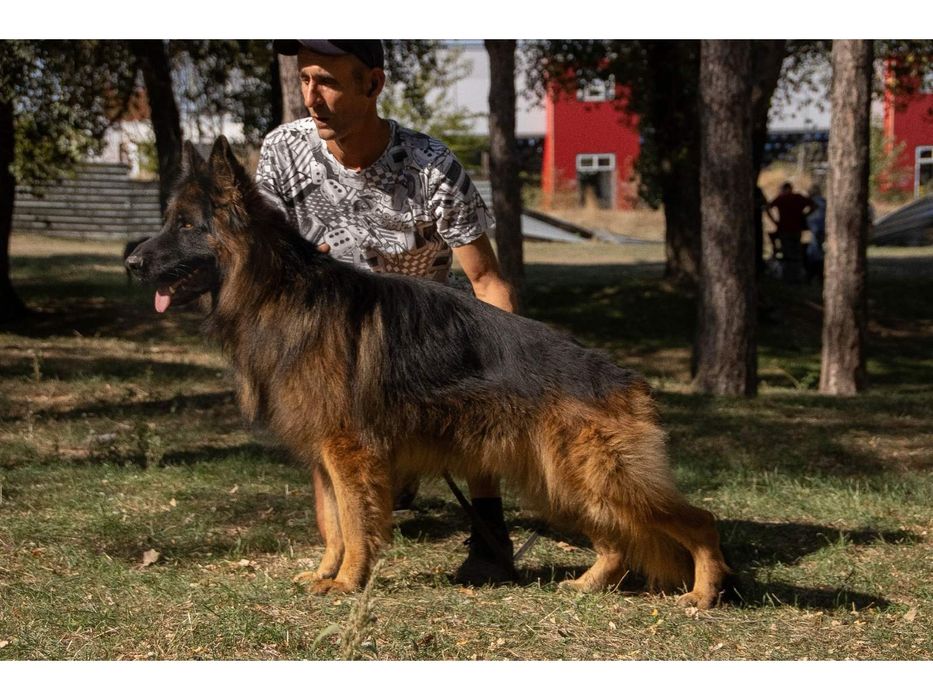 Щенки немецкой овчарки