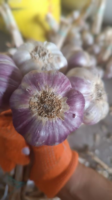 Czosnek odmiana Harnaś