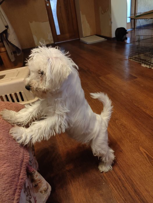 Щенки цвергщнауцера мальчики