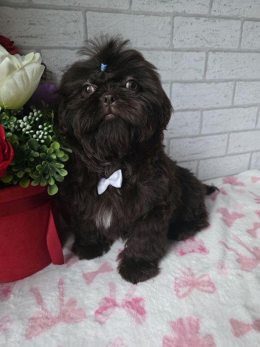 Shih Tzu  Czekolada komplet szczepień