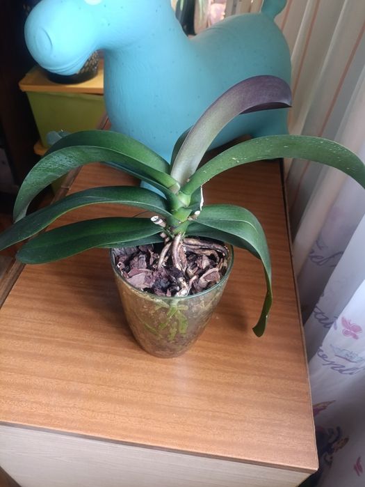 Орхидеи. Фаленопсиса.