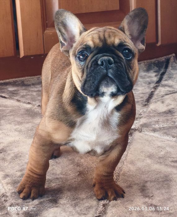 Малюки французького бульдога шукають родину з родоводом