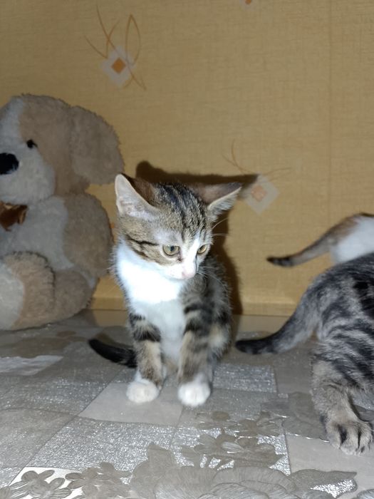 Відаю котят в добрі руки