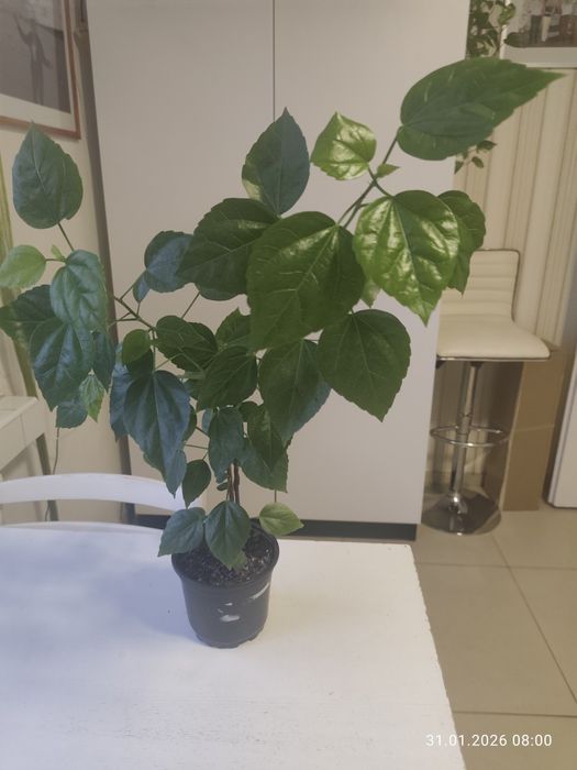 Hibiskus z doniczce.