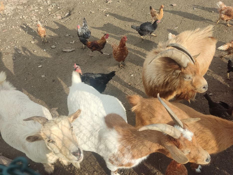 Cabras anãs adultas