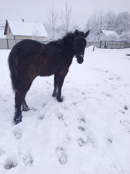 Продам жеребчика