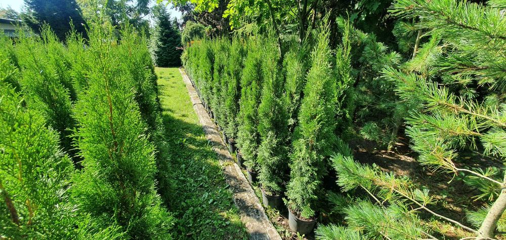 Szmaragd w donicach. Duży żywotnik zachodni na żywopłot. Nasadzenia.