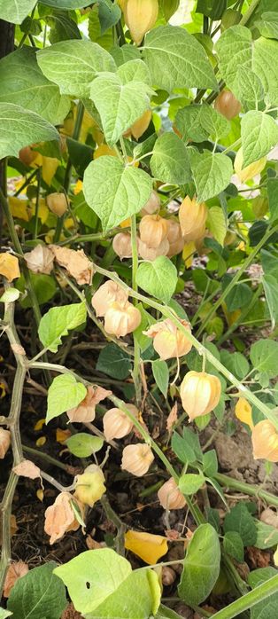 Vendo plantas phisalis