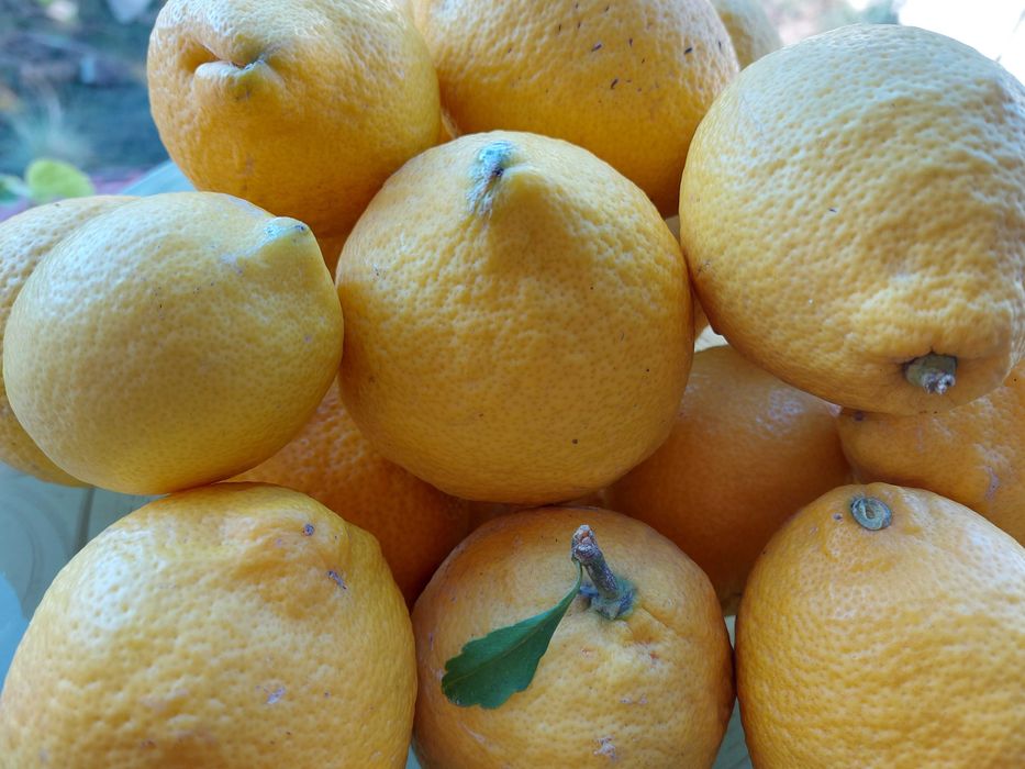 Limões biológicos 50g a 300g