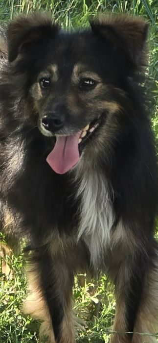 Dwa pieski jak bracia do adopcji po śmierci właściciela