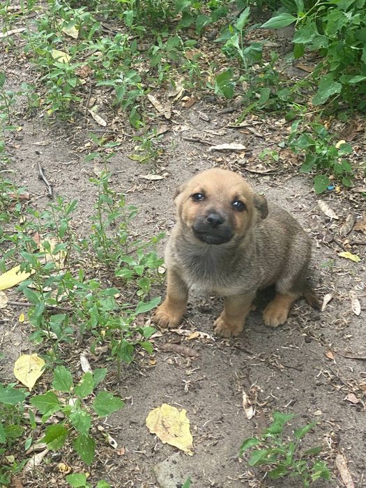 Щенки в добрые руки