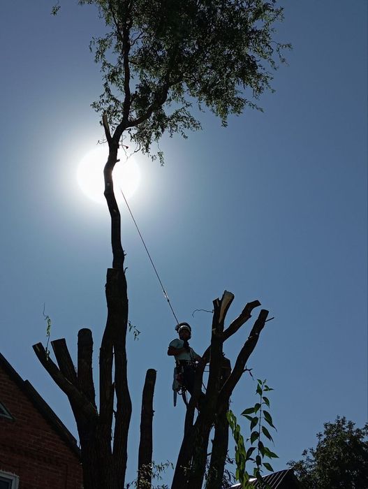 Удаление сложных деревьев. Измельчение веток. Распил на дрова.