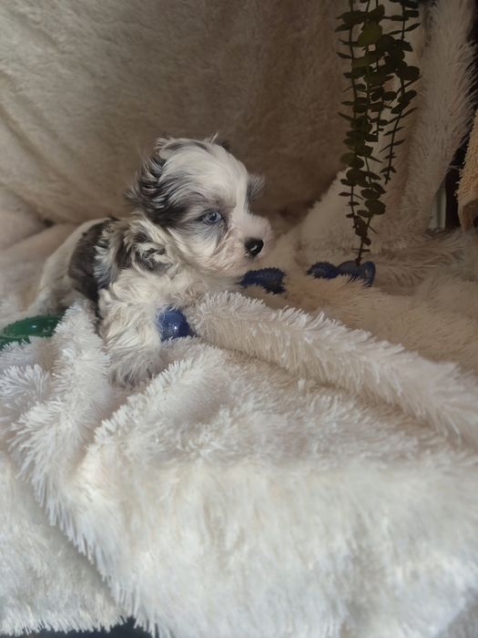 Biewer Terrier Macho Blue berry Criadora Registada PT 3088 FL
