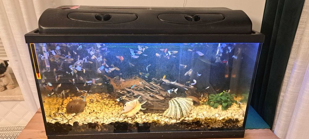 Akwarium 140l+rybki
