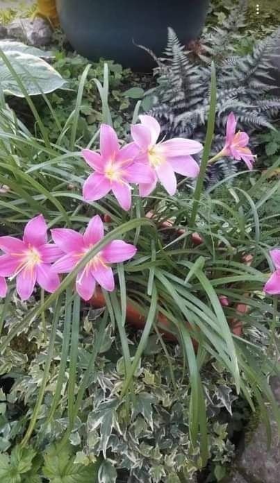 Продам цибулини рожевого зефірантесу