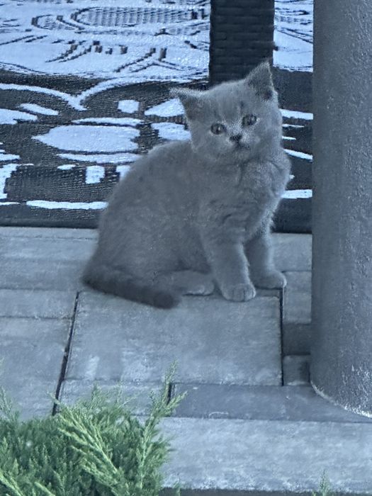 Koty kotki brytyjskie rasowy
