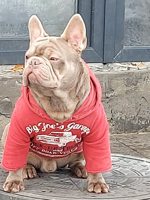 Вязка французский бульдог изабела