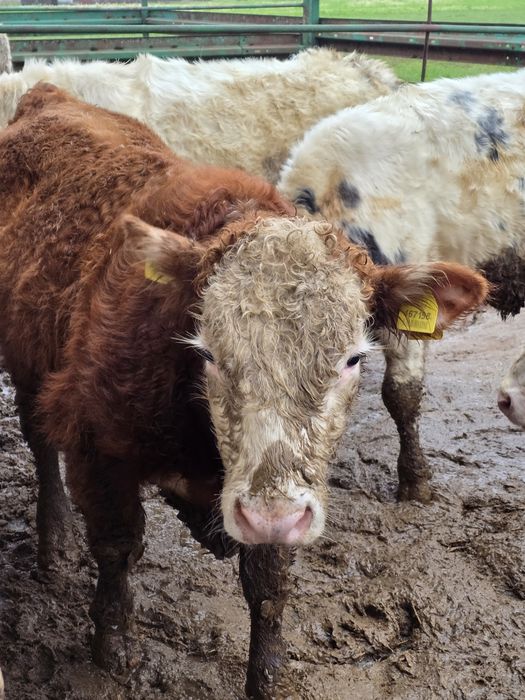 Byczki odsadki 14 sztuk