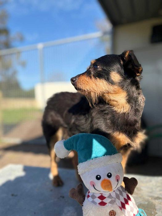 Cão para adoção (Puto)