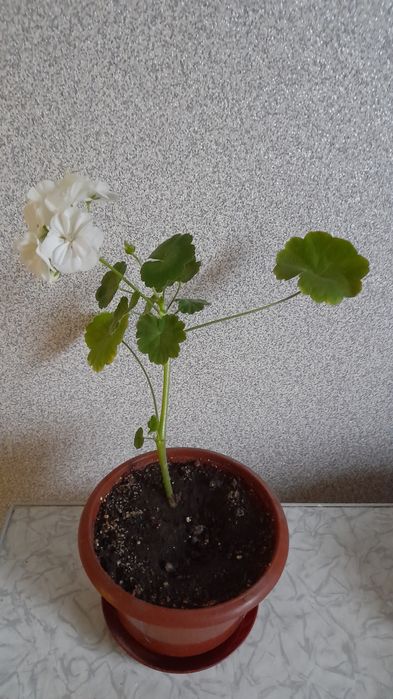 Пеларгонія біла та бордова