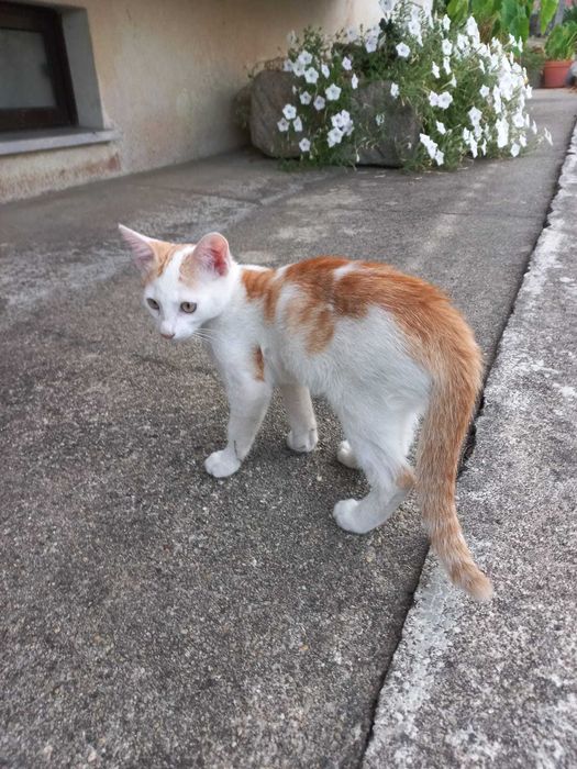 Gatinhos para Adoção Responsável