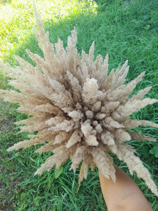 Кортадерія сухоцвіт