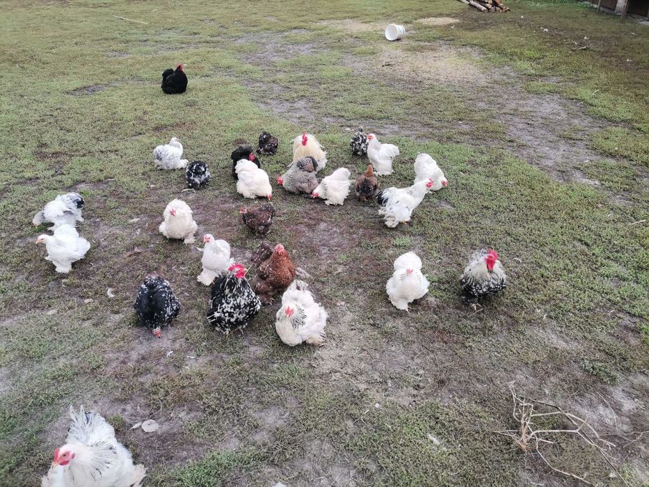 Kochiny miniaturowe koguty