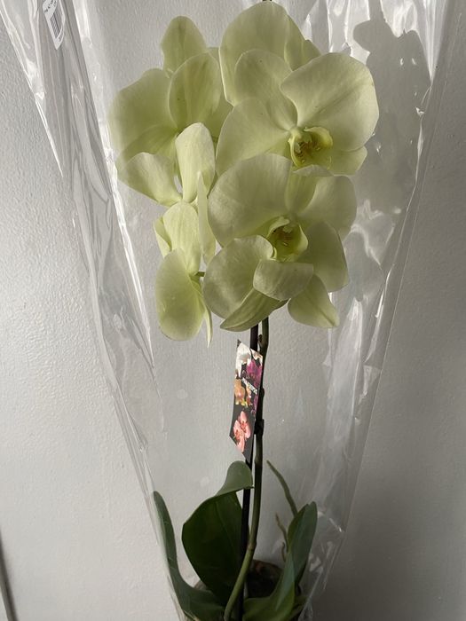 Орхідея фаленопсис вазони живі квіти