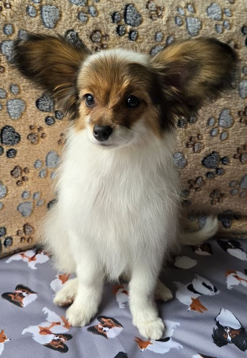 Papillon Spaniel kontynentalny miniaturowy  - piesek - ZKwP/FCI