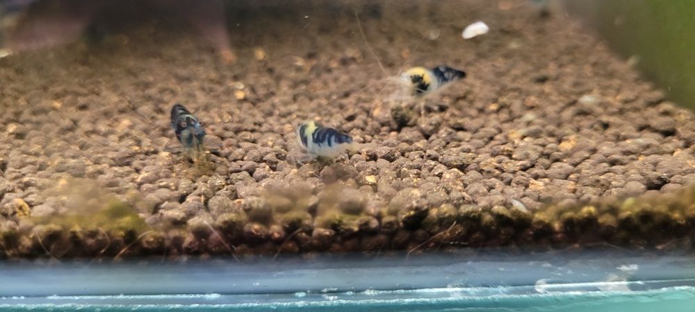 Krewetki dragon blood