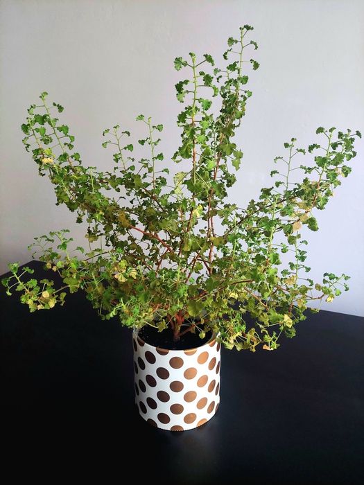 Пеларгонія Crispum Peach Cream - величезне дерево