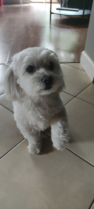 Śliczne maltańczyki