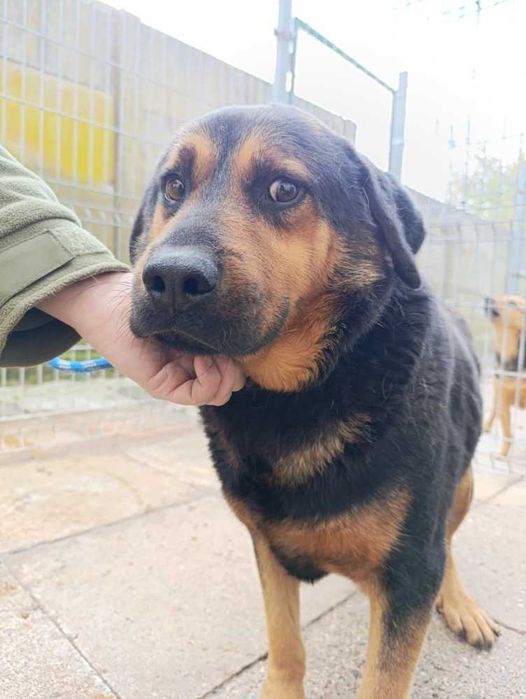 049394 Ballu do adopcji