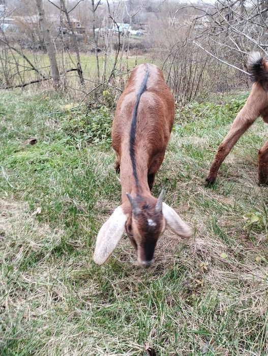 Козочки козенята