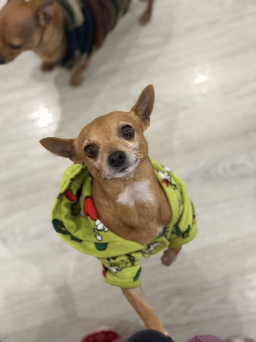 Mickey chihuahua para adoção